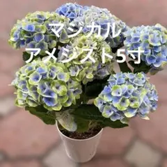 rei様 リクエスト 2点 まとめ商品
