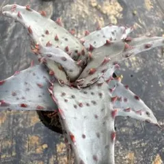 ドゥラティー様 リクエスト 2点 まとめ商品