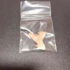 確かサメのの歯です