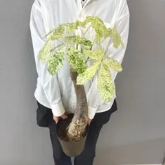 슈퍼 레어 ❗️ 화이트 윈 ❗️ 파치라 밀키웨이 그래프팅 ✨