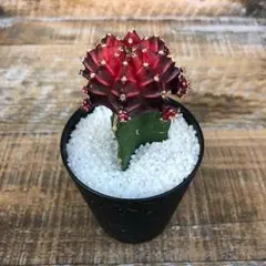 緋牡丹 多肉植物のサムネイル