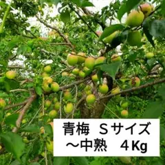 중소형 조리기 1개에는 4kg이 들어 있습니다.