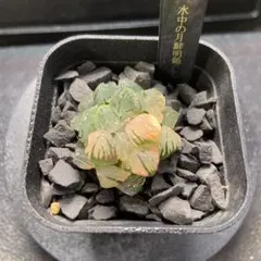 ハオルチア　水中の月鮮明錦　大きめのサムネイル