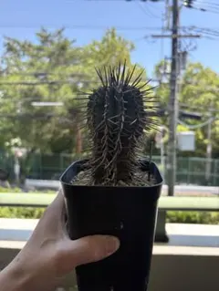 ユーフォルビア ホリダ 良型 棘強 子株4個付き - メルカリ