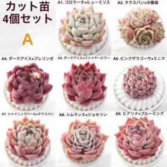 ま*た様 カット苗 4個セット 多肉植物 エケベリア 実生苗