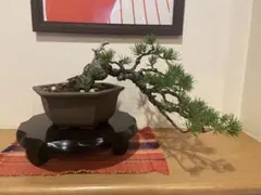 上下8㎝ 根上がり半懸崖 実生五葉松 小品 盆栽 真柏 黒松 クチナシ