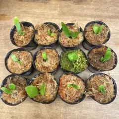 Yellow Moon dwarf Totoroなどビカクシダ胞子培養株35種 - メルカリ
