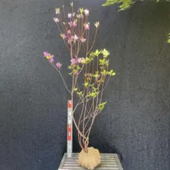 ミツバツツジ 白花 大株 【品番3621】 - メルカリ