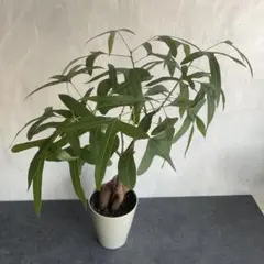 アロエ ラモシシマ 塊根植物 コーデックス - メルカリ