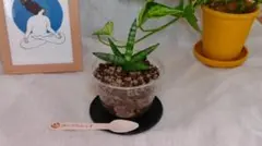 サンスベリア・ボンセレンシス　和スイーツ植えのサムネイル