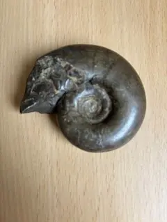 2025年最新】北海道産アンモナイトの人気アイテム - メルカリ