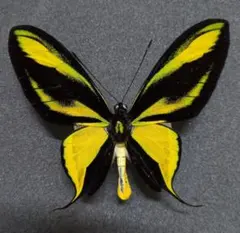 2026年最新】トリバネアゲハの人気アイテム - メルカリ