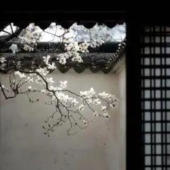 ぽむぽむ様