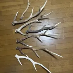 鹿の角　大小計7本