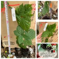 ②大苗【安心のポット苗】ブラックベリートリプルクラウン　取り木苗