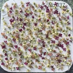 No,337 アリッサム280輪＋α ドライフラワー花材