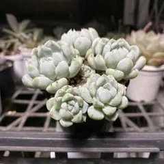 多肉植物♡いちご大福♡ロウルサンコさん苗♡抜き苗 - メルカリ