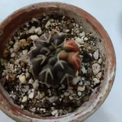 2026年最新】守殿玉の人気アイテム - メルカリ