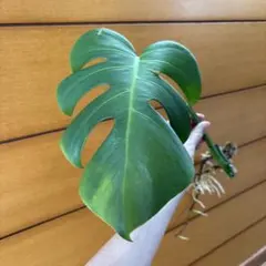 茎に鮮やかな黄斑アリ】モンステラ オーレア 発根済み 新芽ドリル伸び