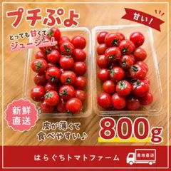 【採れたて】プチぷよ 800g 高糖度 ミニトマト 飛騨 下呂 農家直送 新鮮のサムネイル