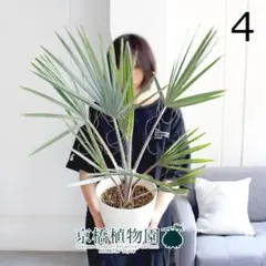 現品】ビスマルキア・ノビリス シルバー 7号 白鉢（1） - メルカリ