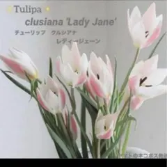 Rady レディー♡エレフラ♡エレガンスフラワー♡【新品・タグ付♪レア♡】 Rady - rady 浴衣 エレガンスフラワーの通販 by chan's shop