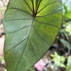 Alocasia アロカシア ヴェノム 白勝ち 抜き苗 - メルカリ
