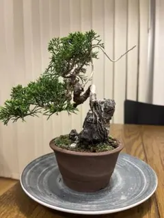 小品真柏】真柏 盆栽 樹高15cm×横幅20cm 捻れ幹 鉢付き - メルカリ