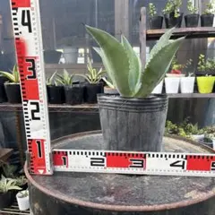 2025年最新】ドライガーデンの人気アイテム - メルカリ