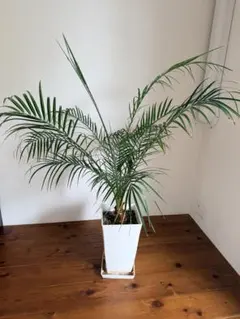 超特価！2鉢価格！メキシコケンチャヤシ 苗 苗木 観葉植物 7号鉢 複数