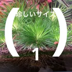 2026年最新】ホシクサの人気アイテム - メルカリ