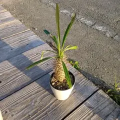 J様 リクエスト 2点 まとめ商品