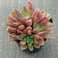 versadense×ミルキーウェイ 多肉植物抜き苗うに - メルカリ