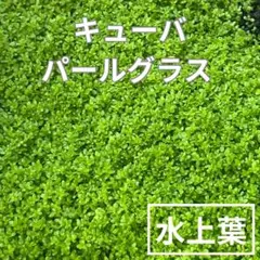 キューバパールグラス 水上葉のサムネイル