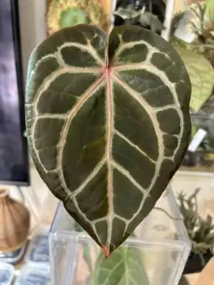 Anthurium Mystic A88 良個体 レア 株分個体 ネコポス ② - メルカリ