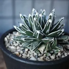 2025年最新】笹の雪 ダルマの人気アイテム - メルカリ