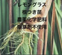 カモかも様 リクエスト 3点 まとめ商品