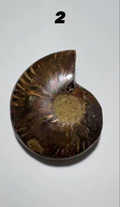 マダガスカル産 アンモナイト 大サイズ 化石 原石 鉱物標本 - メルカリ