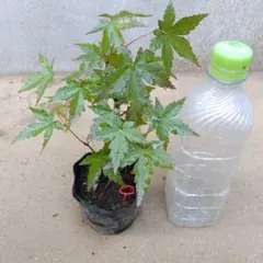 ごんすけさん様 リクエスト 2点 まとめ商品