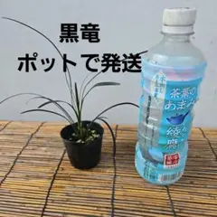 龍の髭（黒龍）リュウノヒゲ（コクリュウ）抜き苗 2株 - メルカリ