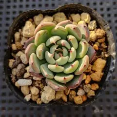 2025年最新】ザラゴーサspノバの人気アイテム - メルカリ