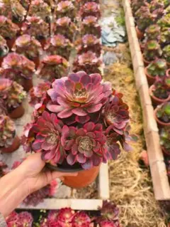 Top【選抜株】多肉植物360906アエオニウム ブレシング24個　鉢無し/脱土 Top【選抜株】多肉植物360906アエオニウム ブレシング24個 鉢無し/脱土