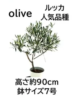 オリーブの木 ルッカ 7号 約105cm NO.1045 人気品種 現品掲載 - メルカリ