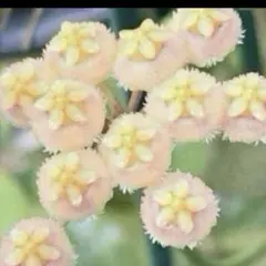 ホヤ　レベッカ　①のサムネイル