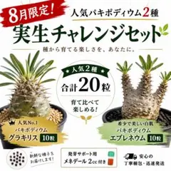 実生チャレンジセット グラキリス１０粒 エブレネウム１０粒のサムネイル