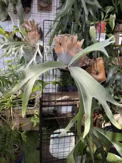 ビカクシダ P. willinckii 伊右衛門 前葉体 胞子体 - メルカリ