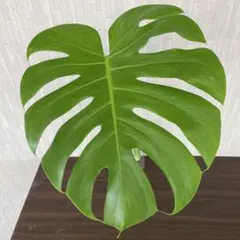 2025年最新】モンステラ ホワイトモンスターの人気アイテム