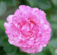 【専用】イヴスプラッシュ&ウィザード&アブラカタブラ バラ苗 薔薇 苗 専用】イヴスプラッシュ&ウィザード&アブラカタブラ バラ苗 薔薇 苗