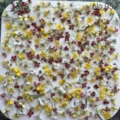 No,952 アリッサム280輪＋α　ドライフラワー花材