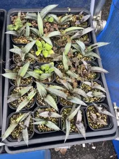 か*し様 実生アガベ　メキシコ　オアハカ産　チタノタ　オテロイ　アガベ実生　Cのサムネイル